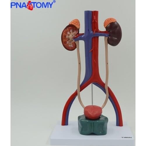 Life size urinary system model human anatomy kidney bladder artery and vein anatomical model colored detachable PNATOMY medical