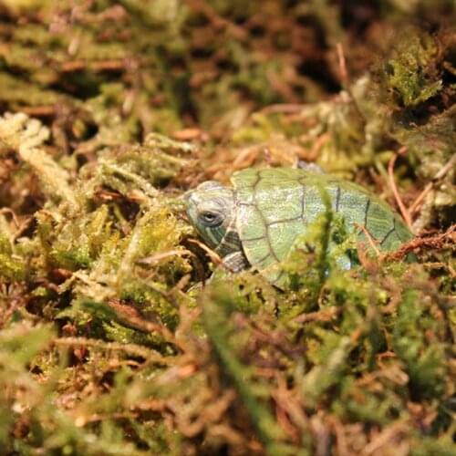 Reptile Terrarium Moss Sphagnum Sphagni Mosses Bedding for Lizard Tortoise Habitat Decoration Reptiles Accessories