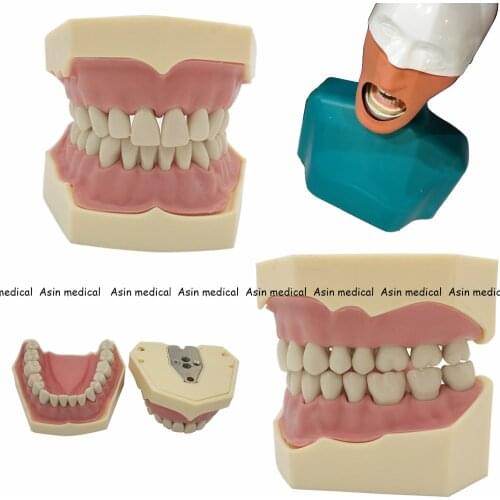 New Dental Soft Gum Teeth Model Removable 28pc/32pc Teeth NISSIN 200 KAVO head model Compatible dentist teaching learning