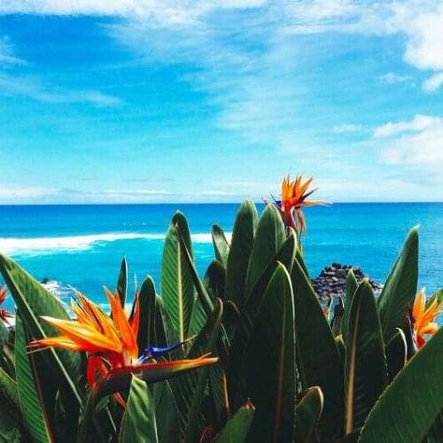 A15042 11CT/14CT/18CT/25CT/28CT tree patterns Counted Cross Stitch DIY Cross Stitch Kits Embroidery Needlework Sets