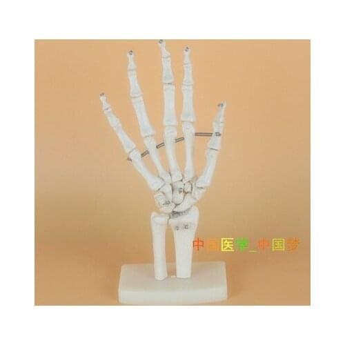 Natural Human Skeleton Hand joints model Medical teaching model free shipping