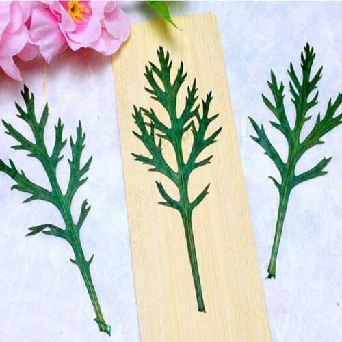 120pcs Pressed Dried Carrot Leaf Leaves Flower Plant Herbarium For Jewelry Phone Case Photo Frame DIY Making