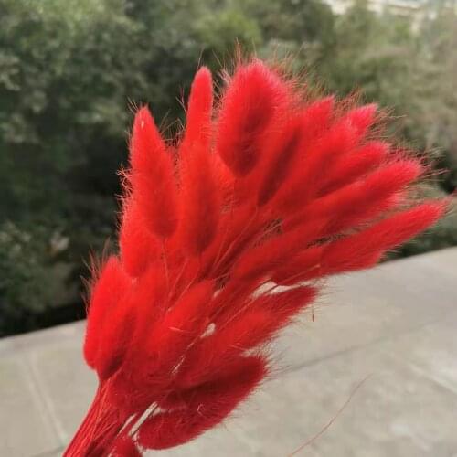 50pcs/lot,Natural Lagurus ovatus Dried flower Rabbit Tail,Pampas Grass Eternal Display flowers For Wedding Home Decoration