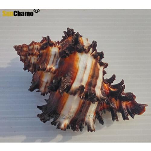 New Fashion Natural Conch Shell Conch Home Decoration Conch Hermit Crab Shell Micro-landscape Mediterranean Ornaments Specimens