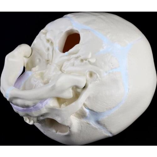 M17F 1: 1 Human Fetal Baby Infant Skull Anatomical Skeleton Model Teaching Supplies for medical Science