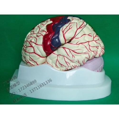 Neuroanatomical brain models 8 sections of brain color functionally distributed brain anatomical models with cerebral arteries