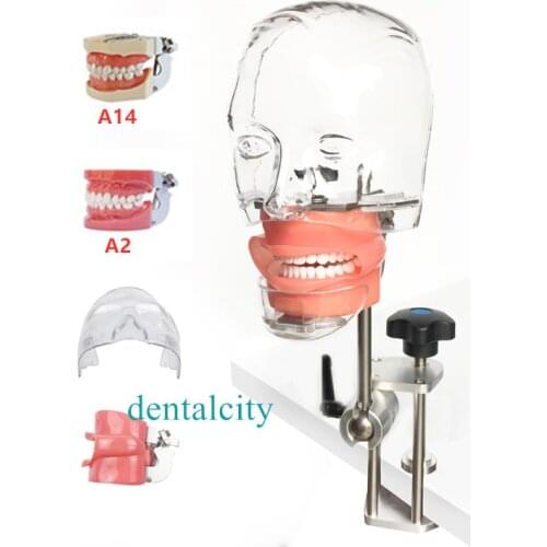 Dental simulator Nissin manikin phantom head Dental phantom head model with new style bench mount for dentist teaching