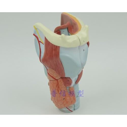 Free shipping&2X Laryngeal anatomy model,Throat anatomy ,Human laryngeal enlargement 2 times model,Medical anatomy model