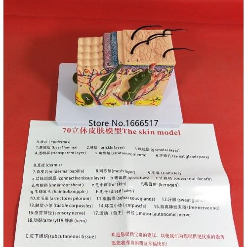 50:1 Human Anatomical Skin Subcutaneous Tissue Dissection model medical school model Brand new RH