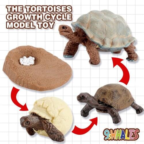Educational Toy Simulation Animals PVC Tortoises Growth Cycle Scene Design Simulation Powder Toy Decoration Gift