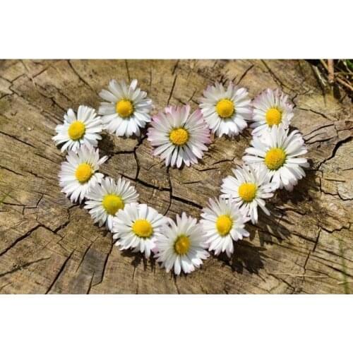 Handmade Diamond Embroidery New 5D Diy Diamond Painting Daisy Flower Cross Stitch Full Diamond Mosaic Needlework Home Decor