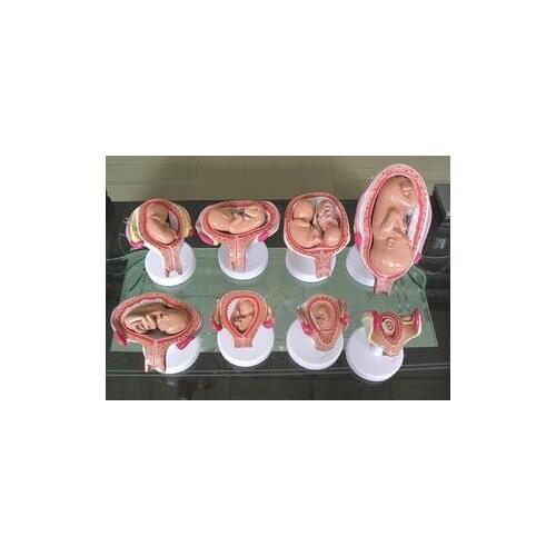Anatomical Human Fetal Development Model - Baby Fetus Foetus Pregnancy Anatomy