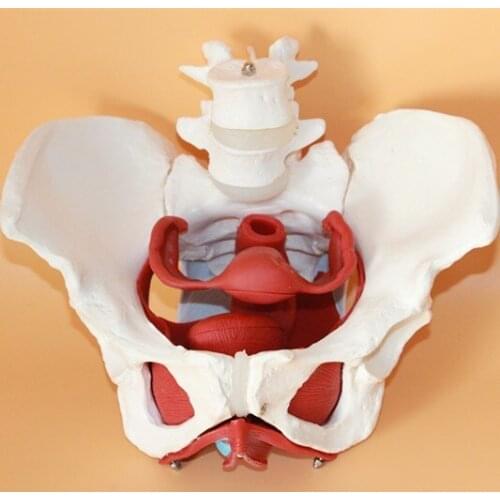Female pelvic structure model Female genital model of pelvis Bladder with two lumbar pelvic floor muscle model free shipping