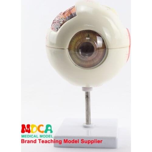 3 times magnification and dismantling 6 parts eyeball anatomy model pupil vision correction medical teaching MYQ002