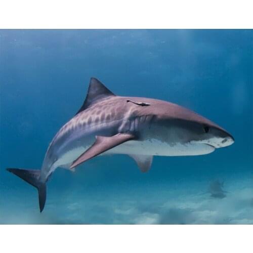 DIY Painting By Numbers Colorful Animals shark Oil Painting HandPainted Home Decor Gift Canvas Drawing