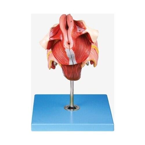 Female reproductive organ Structural anatomical model median sagittal section pelvic organs and perineum