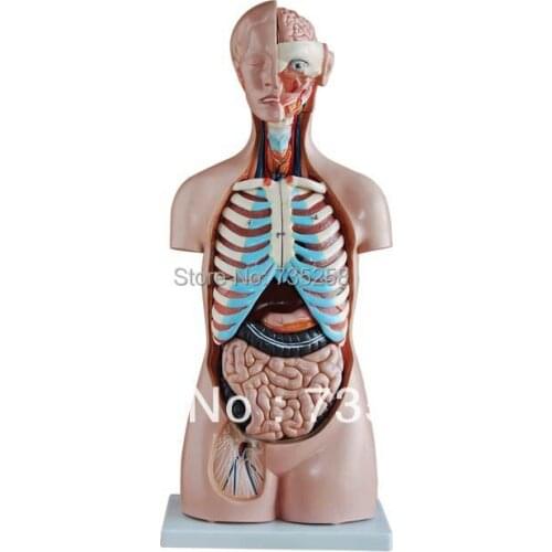 85CM Sexless Torso 20 Parts,No genital torso model