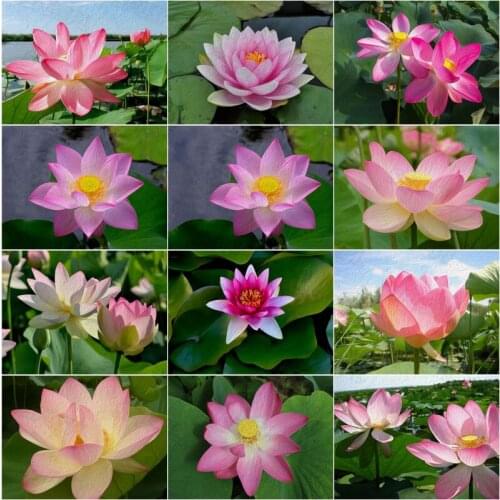 Diy Diamond Painting Beautiful and Elegant Pond with Beautiful Lotus Blooming In The Sun Realistic Style Oil Painting Poster
