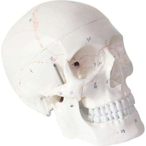 1:1 Life Size Skull Model of Human Skull Model Medicine Skull Human Anatomical Anatomy Head Studying Anatomy Teaching Supplies