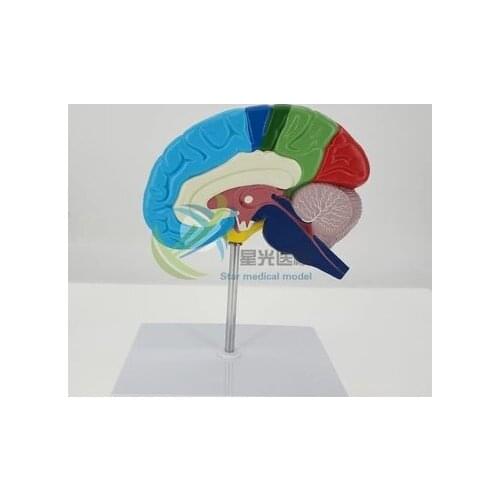 Functional anatomy of brain right half of brains Functional partition free shipping