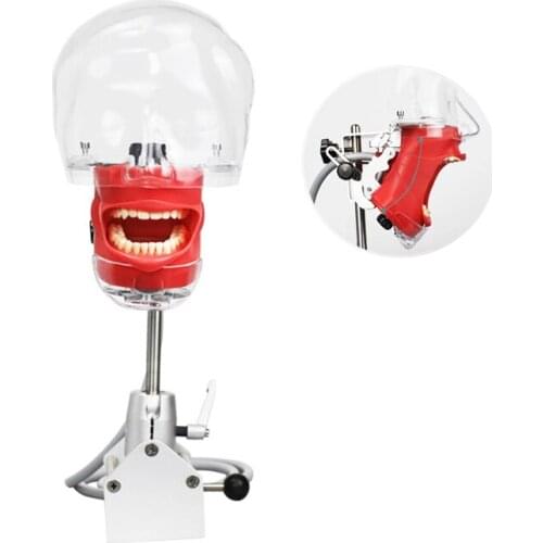 Desktop Mounted Dental Phantom Head for Dentist Teaching Simulator Manikin Model 360 Degree Adjustment