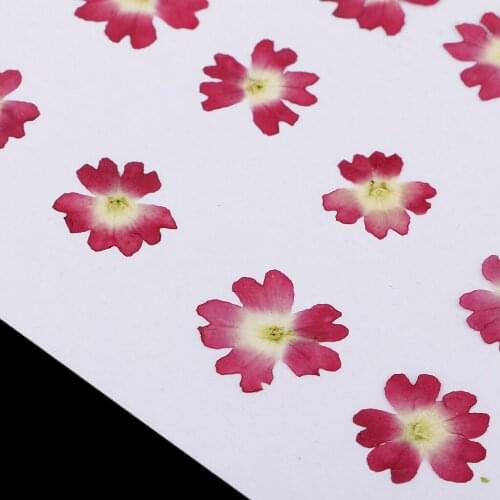 12pcs Pressed Real Dried Flowers Verbena Embellishments for Jewelry Making