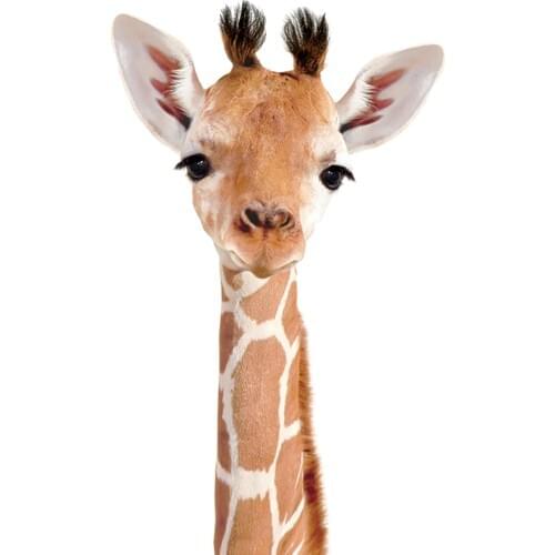 Tamtam Store Little Giraffe for Children Matte Photo Paper White Background 30x40 cm