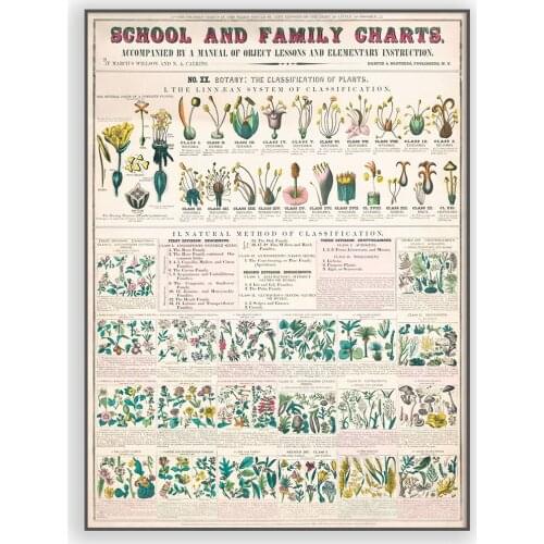 Vintage Poster Printed School and family charts botanical forms of leaves stems Art Picture Living Room Wall Painting Decor