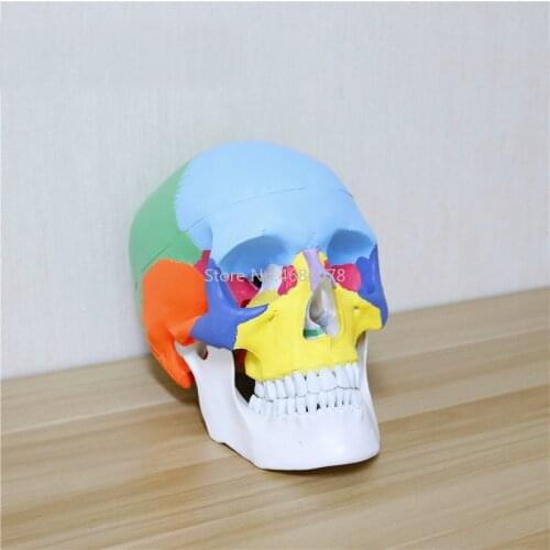 19*15*21cm color head model, 1:1 natural human,skull, adult head, the anatomy of the medical