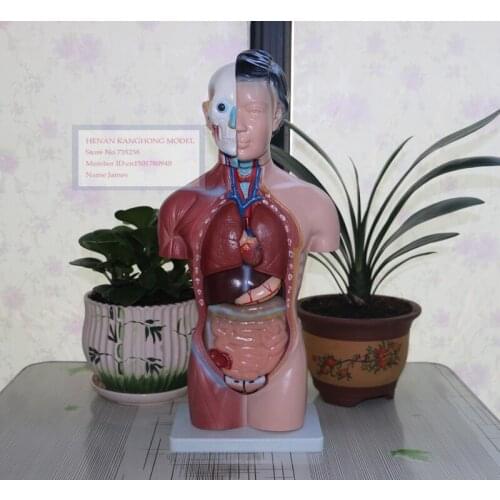 42CM Female Torso 15 Parts,Female Body Anatomy Model,Female Organ Anatomical Model 15 Parts