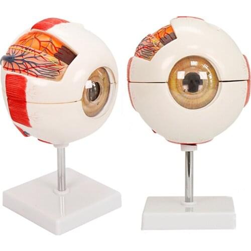 Detachable Eyeball Enlargement Model Human Eye anatomical Medical Teaching Model BIX-A1061