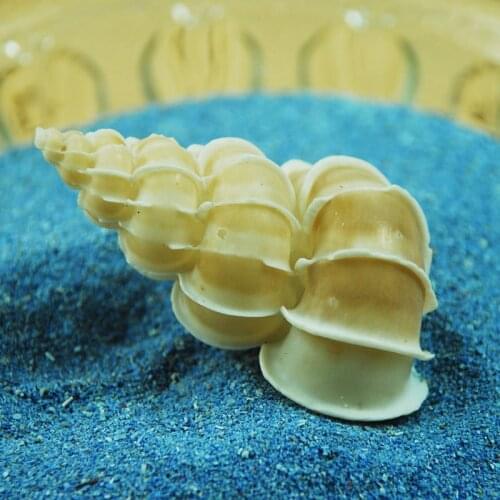 5-6cm Natural Conch Chishi Conch Specimen Conch Shell White Collection