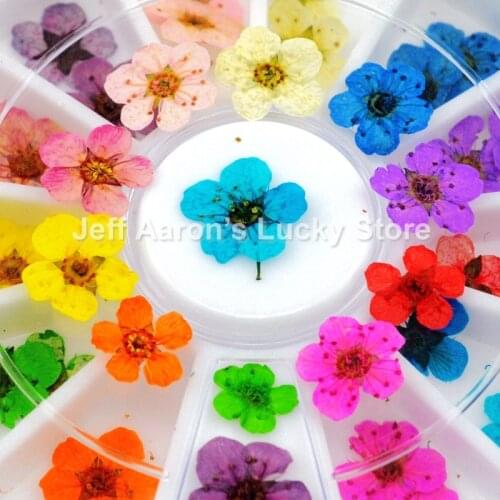 12 colors dried flower flower for nail art decorations natural nail dry flowers wheel