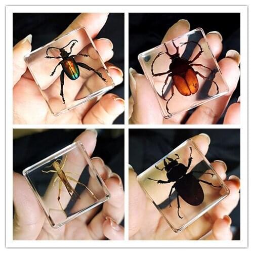 Small animal real insect resin real insect beetle scorpion spider know beetle specimen marine life gift box