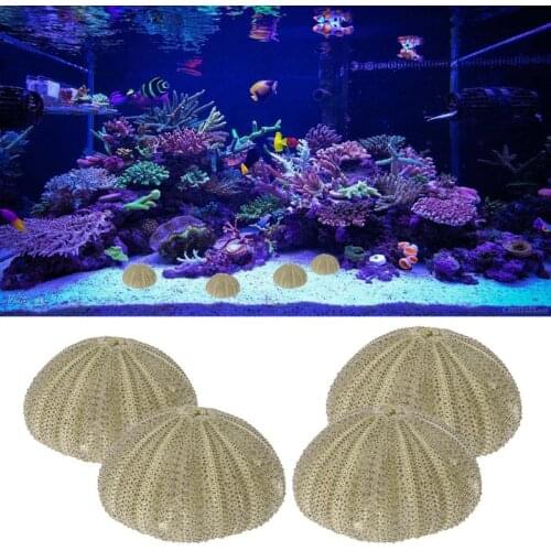 Natural Sea Urchin Reptile Box Aquarium Gardening Decorations DIY Art Craft Ornament