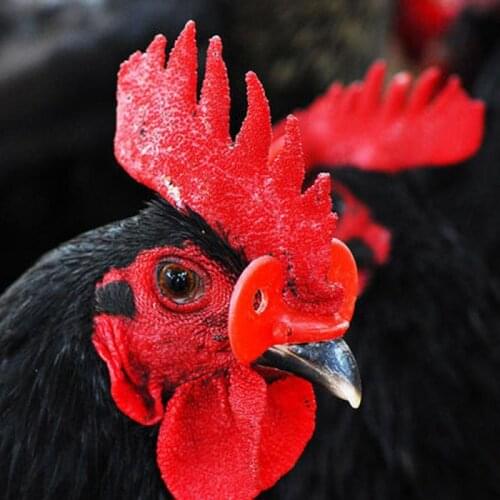 20/50PCS Chicken Farming Equipment Chicken Pheasant Chicken Goggles Cock Glasses Laying Hens Pheasant Anti-pecking Glasses