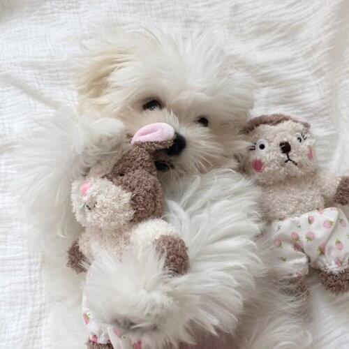 2021NEW Plush Squeaky Bone Dog Toys Bite-Resistant Clean Dog Chew Puppy Training Toy Soft Rabbit Squirrel Sleeping Toy INS Korea