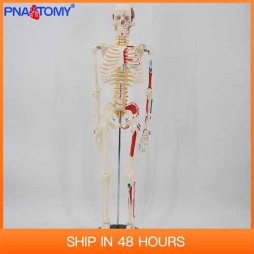 85cm height human muscular skeleton model with flexible arms and legs packed in foam skeletal system anatomical study tool