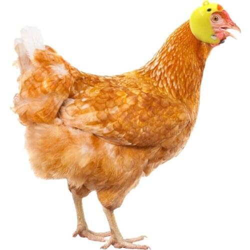 Chicken Helmet Small Pet Hard Hat Bird Duck Quail Hat Headgear Pet Chicken Helmet Bird Head Helmet Pet Supplies