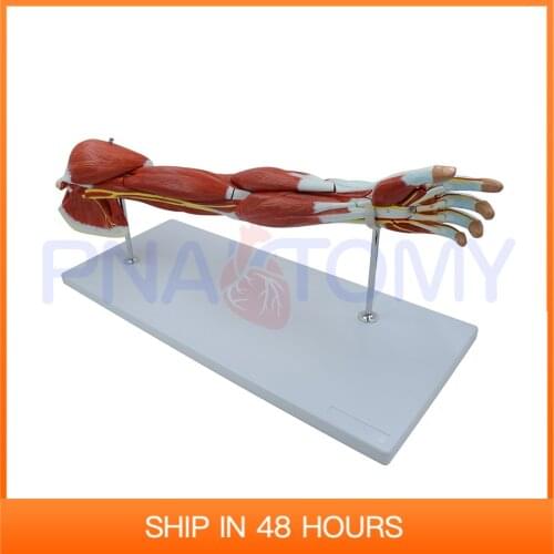 Anatomy of The Human Arm Muscles 7 Parts Muscular System Hand Nerves and Blood Vessel Anatomical Model Science Decor PNT-0331