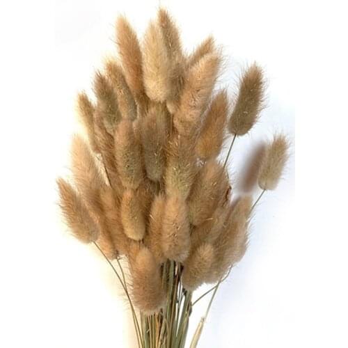 30 stems/lot Natural Plant Dried Flower Bunny Tail Bouquet Rabbit Tail Grass Fall Decor Party Home Decoration Accessories Floral