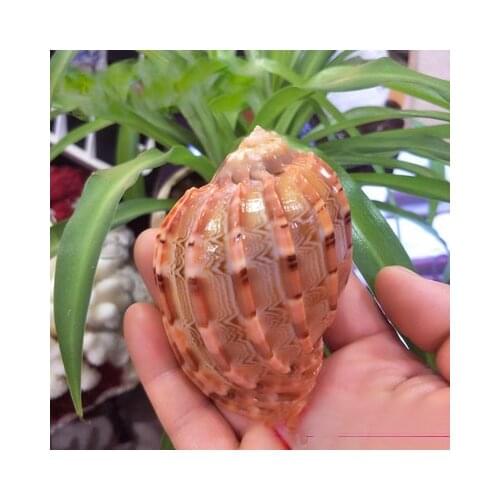 Natural 5-10 cm piano conch creative ornaments wedding aquarium landscaping manufacturers approved conch shell harp snail