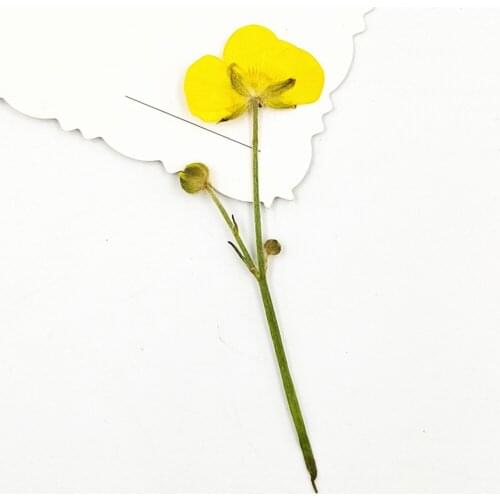 16x Natrual Dried Flowers Pressed Leaves for Jewelry Candle Soap Making Wedding