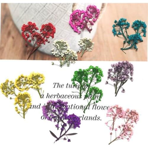 Fragrant Snowball Dried Flower Pressed Flower DIY Hand Pressed Flower Painting Bookmark Frame Photo Frame Jewelry Material