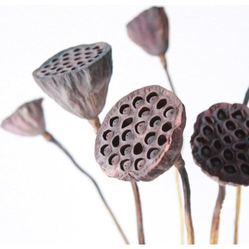 10Pcs Natural Zen Lotus Leaf High Quality Long-Term Preserved Dried Flowers Photograph Home Desktop Office Garden Decoration