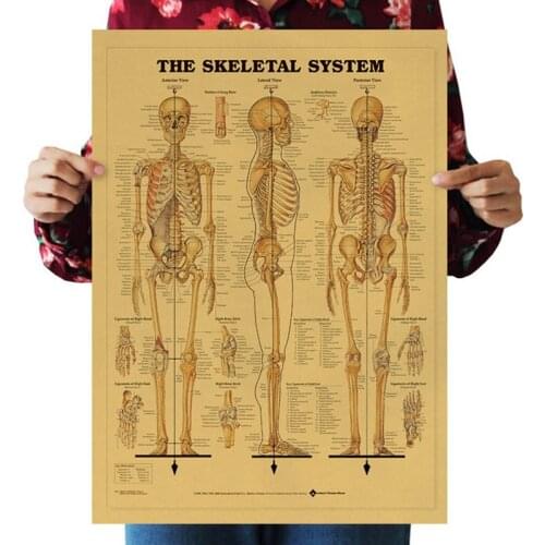 Human Skeleton Diagram Skeleton Of The Body Structure Nervous System Poster Home Decor Retro Kraft Paper Painting Wall Sticker