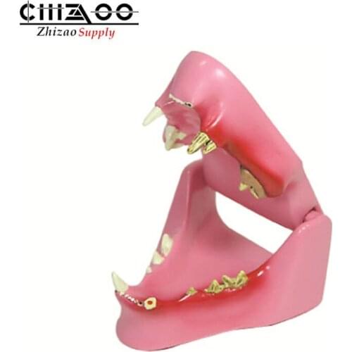 Animal anatomy educational teaching Cat teeth anatomical model