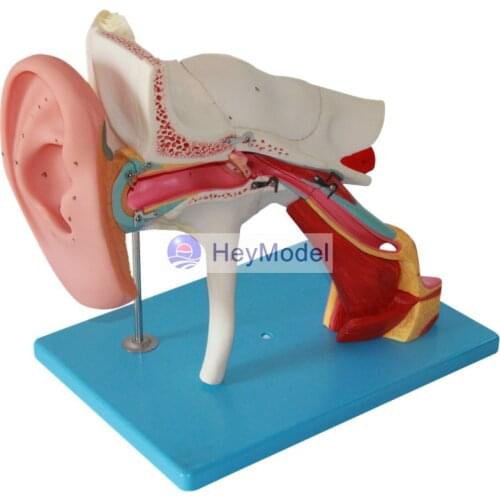 HeyModel Ear Structure Enlargement Model