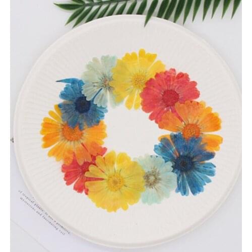 2021 Calendula Pressed Flower For Children DIY Handmade Material Free Shipment 60pcs