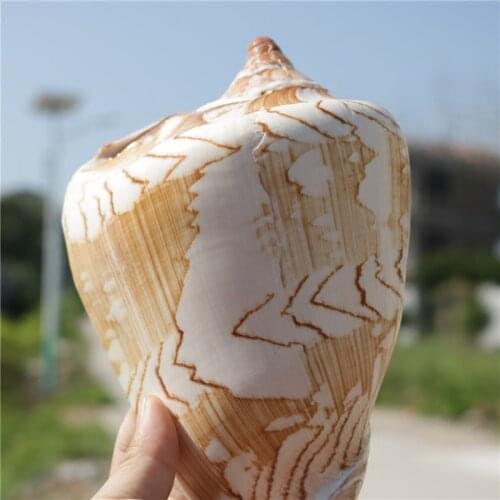 New Natural Conch Shell Scenic Conch Mediterranean Home Decoration Fishbowl Aquarium Scenic Decoration Micro-landscape Specimens